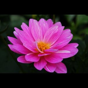 Meet your Posher, Mona